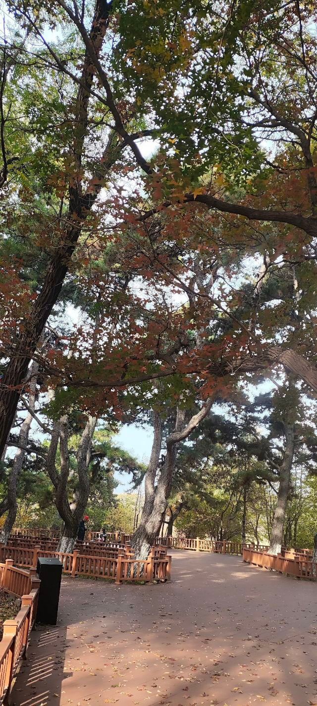 百木园旅行图片 4