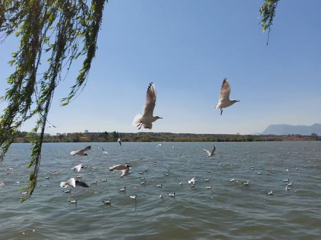 大观公园旅行图片 1