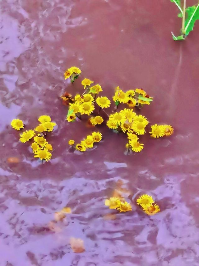 松花江湿地旅行图片 5