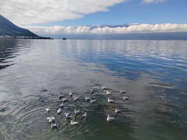 洱海最美一公里旅行图片 3