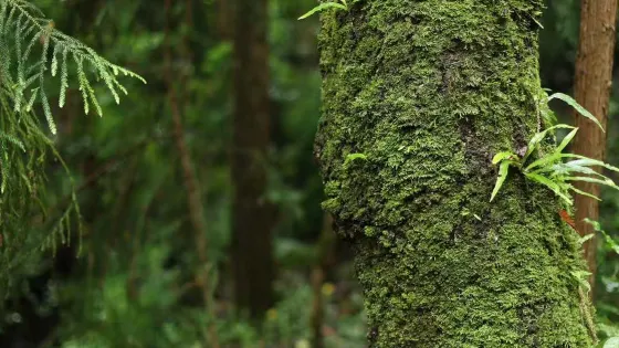 高黎貢山中段自然保護區