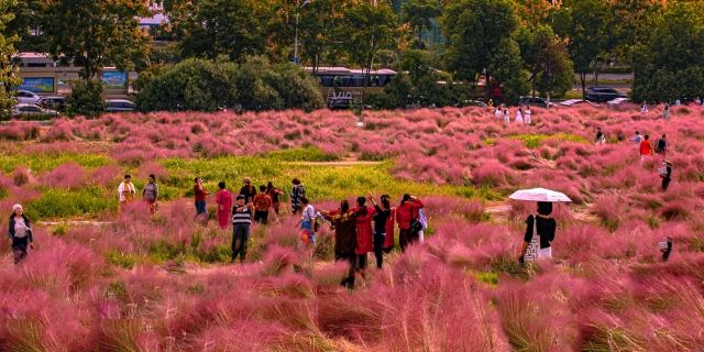 二妃山花海旅行图片 6
