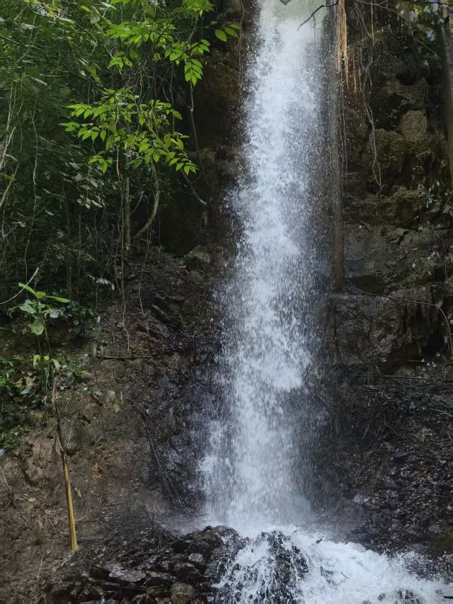 基诺山幽河谷雨林旅行图片 1