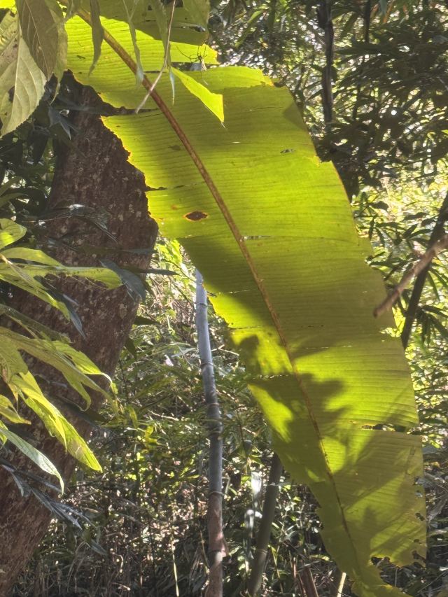 基诺山雨林徒步旅行图片 6