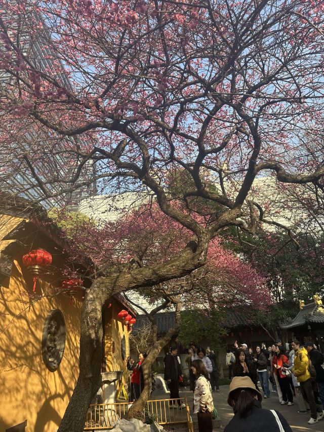湖州铁佛寺旅行图片 4