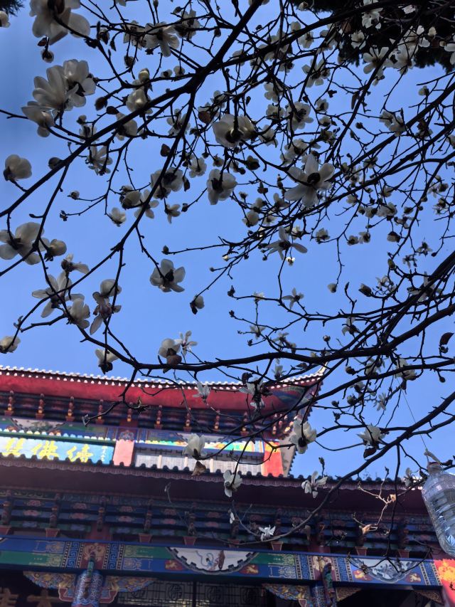 鸡足山旅行图片 2