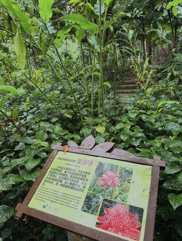 兴隆热带植物园旅行图片 4