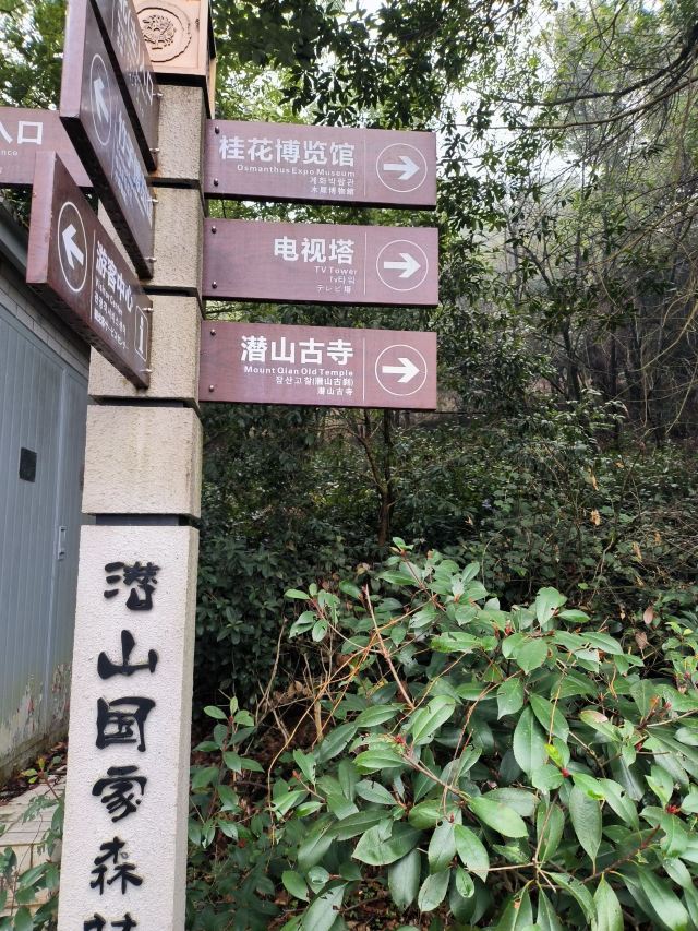 潜山国家森林公园旅行图片 15