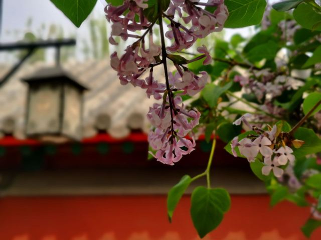 智化寺旅行图片 4