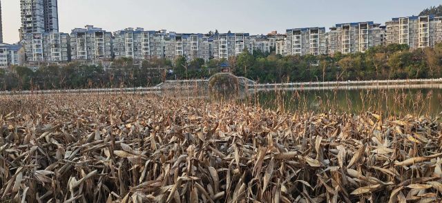 苏仙湖公园旅行图片 7