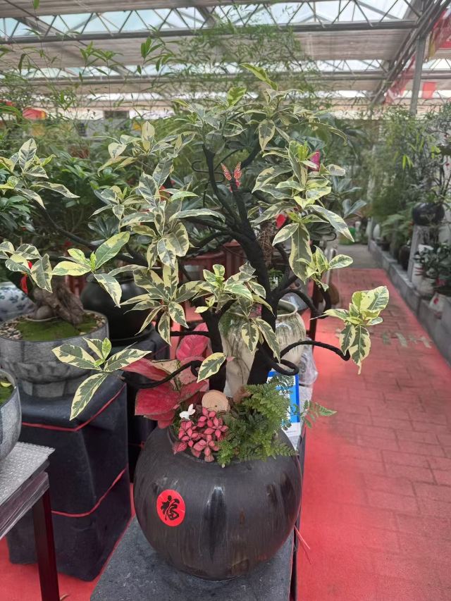邯郸植物园旅行图片 5