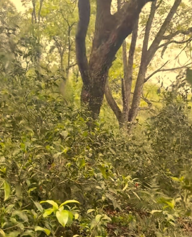 大平掌古茶林旅行图片 8