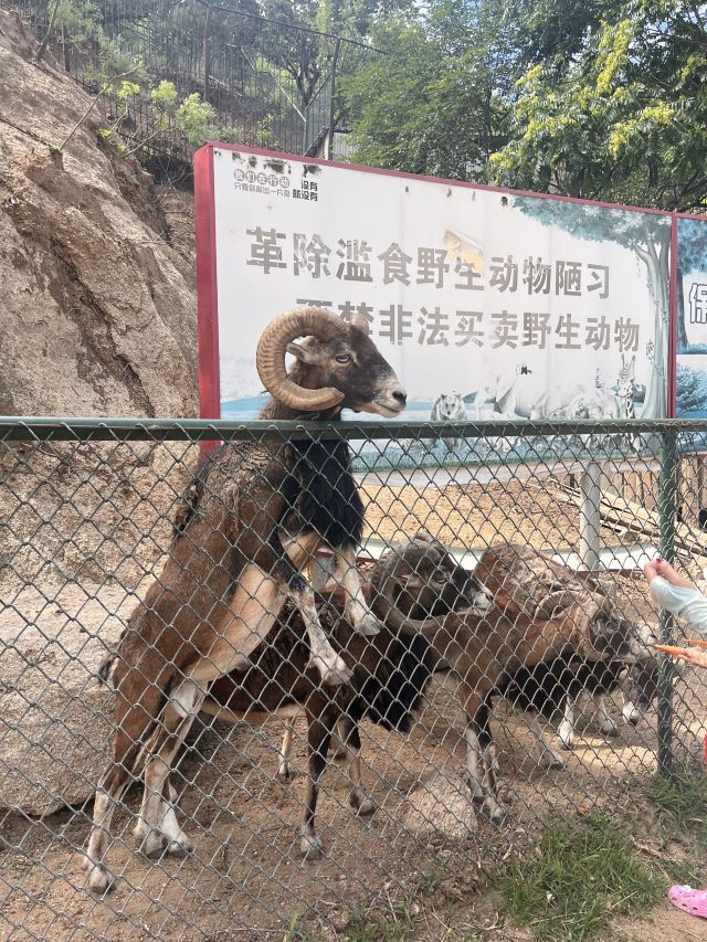 八达岭野生动物世界旅行图片 3