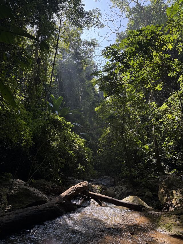基诺山幽河谷雨林旅行图片 10