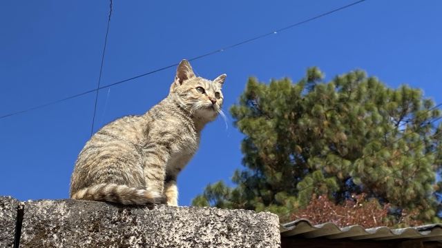 大理古城旅行图片 6