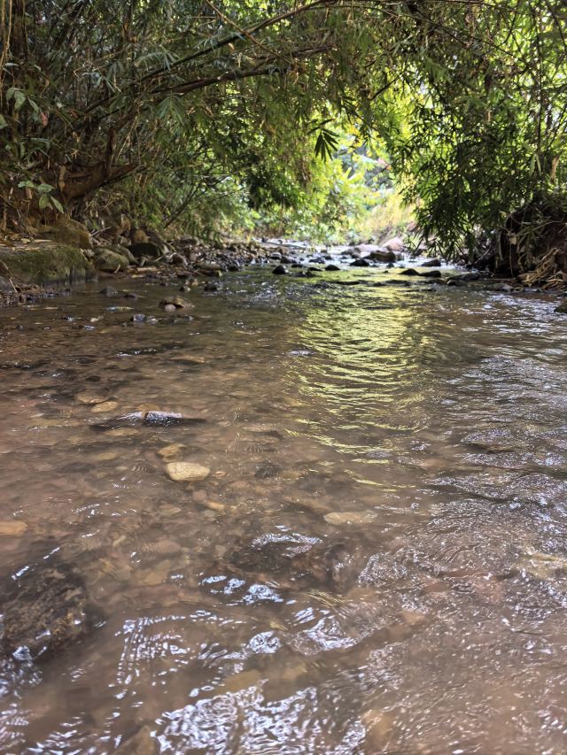 基诺山巴朵村雨林徒步旅行图片 1