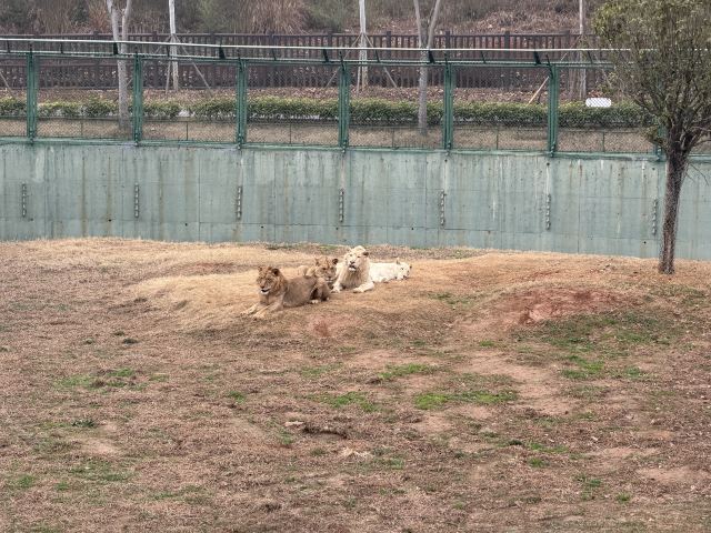 湖南常德野生动物世界旅行图片 5