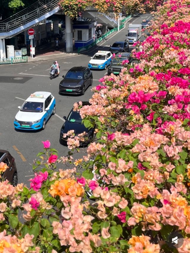 泉州古城旅行图片 9