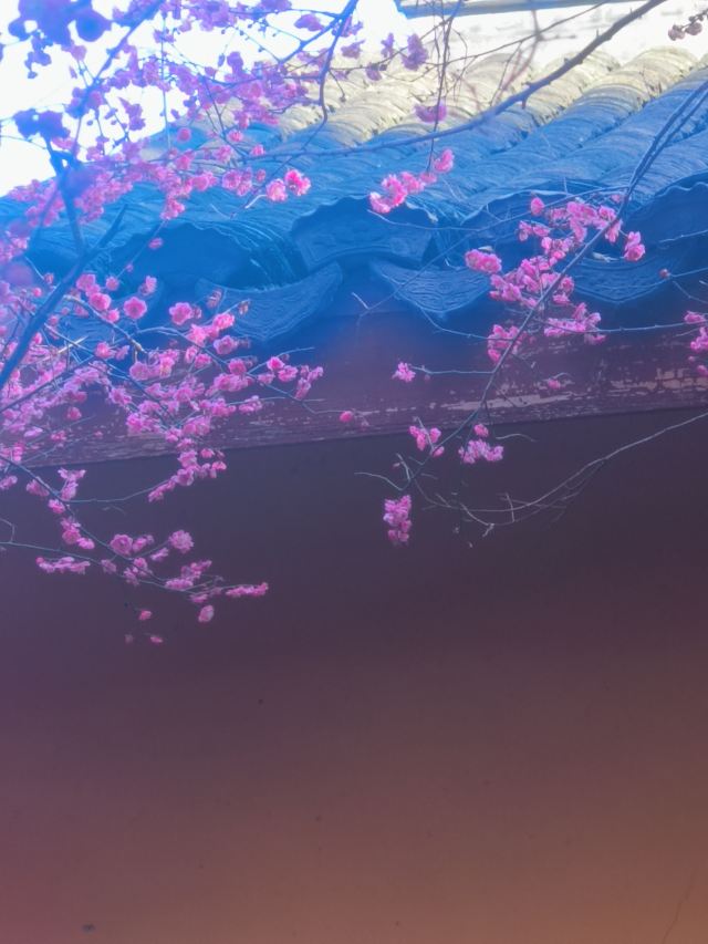 湖州铁佛寺旅行图片 11