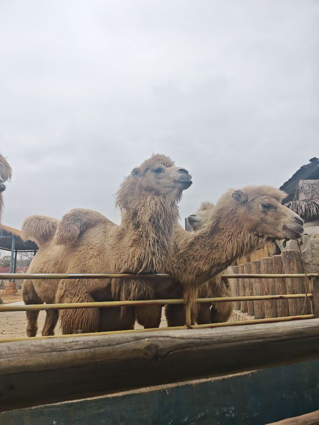 徐州九顶山野生动物园旅行图片 2