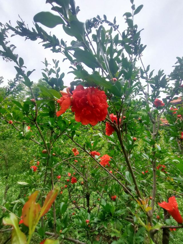 古渡公园旅行图片 5