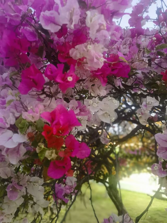 桂东植物园旅行图片 1
