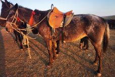 额尔古纳-YoYo_9D7W1C5K