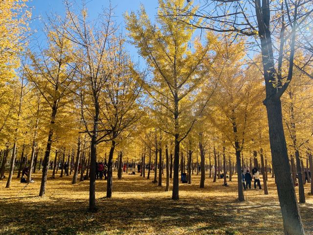 东坝公园旅行图片 3