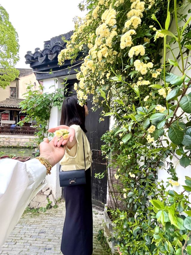 新场古镇旅行图片 13