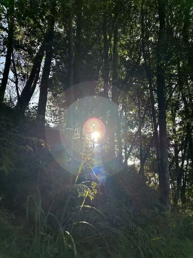 大悲禅院旅行图片 3