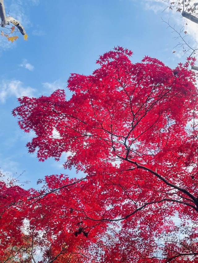 上海鲁迅公园旅行图片 14