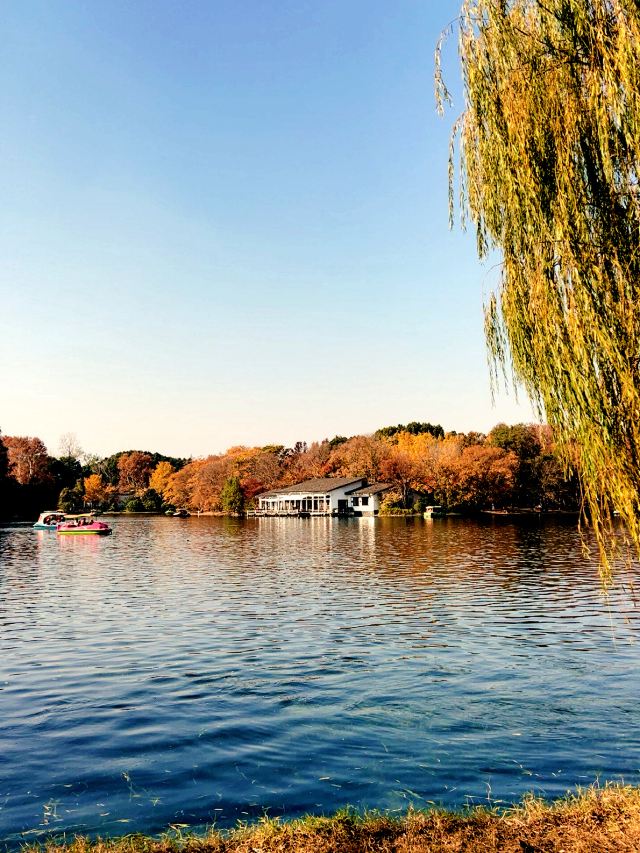 上海共青森林公园旅行图片 4