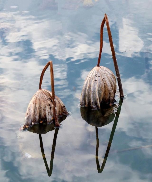 昌平新城滨河森林公园(沙河)旅行图片 6