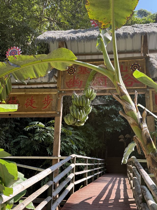基诺山幽河谷雨林旅行图片 4