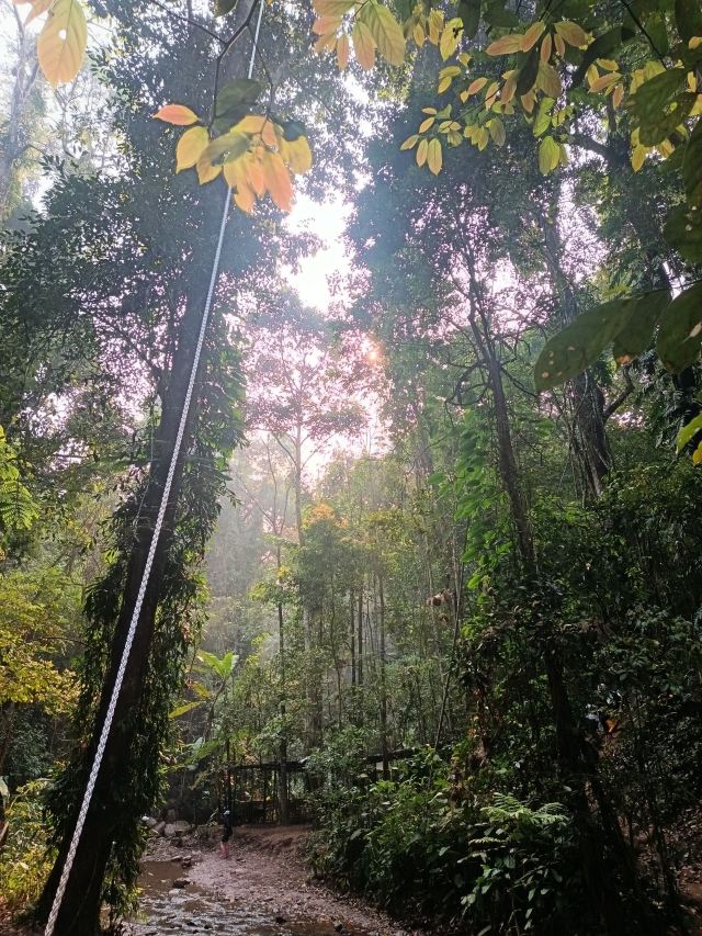 基诺山雨林徒步旅行图片 8