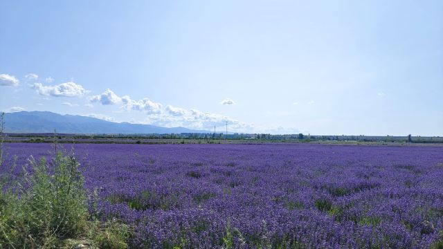 解忧公主薰衣草农场旅行图片 3