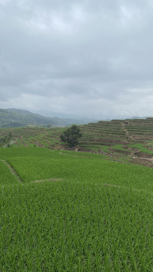 牙胡梯田景区旅行图片 2