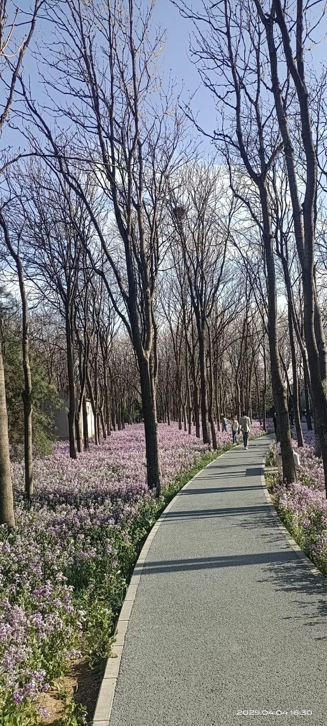 将府公园旅行图片 11