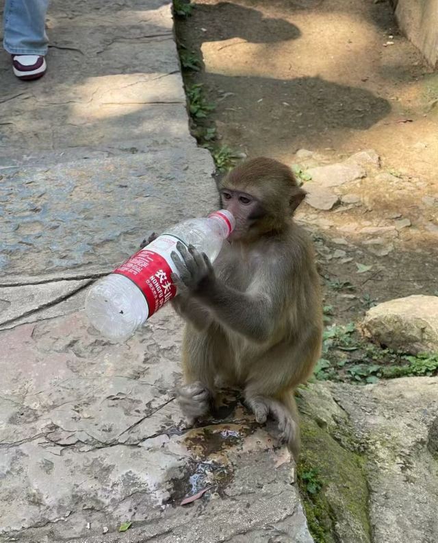 黔灵山公园旅行图片 2