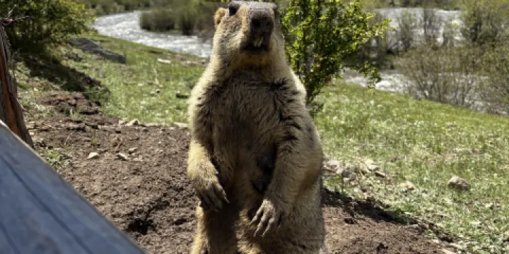 土肥坡土撥鼠主題公園