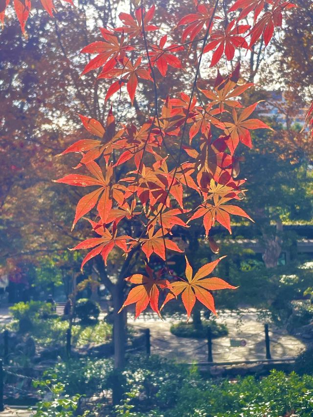 上海鲁迅公园旅行图片 8