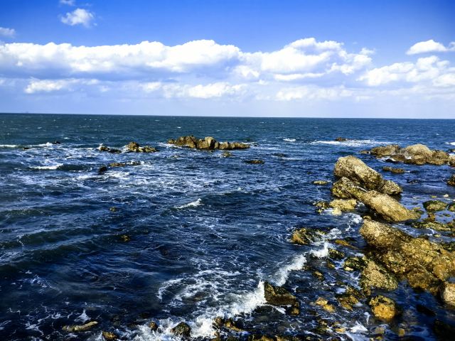 养马岛林间花海旅行图片 13