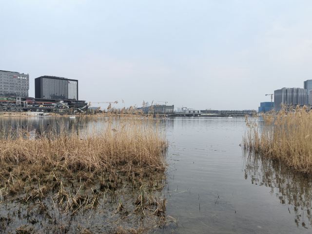 龙湖金融岛-东北广场旅行图片 4