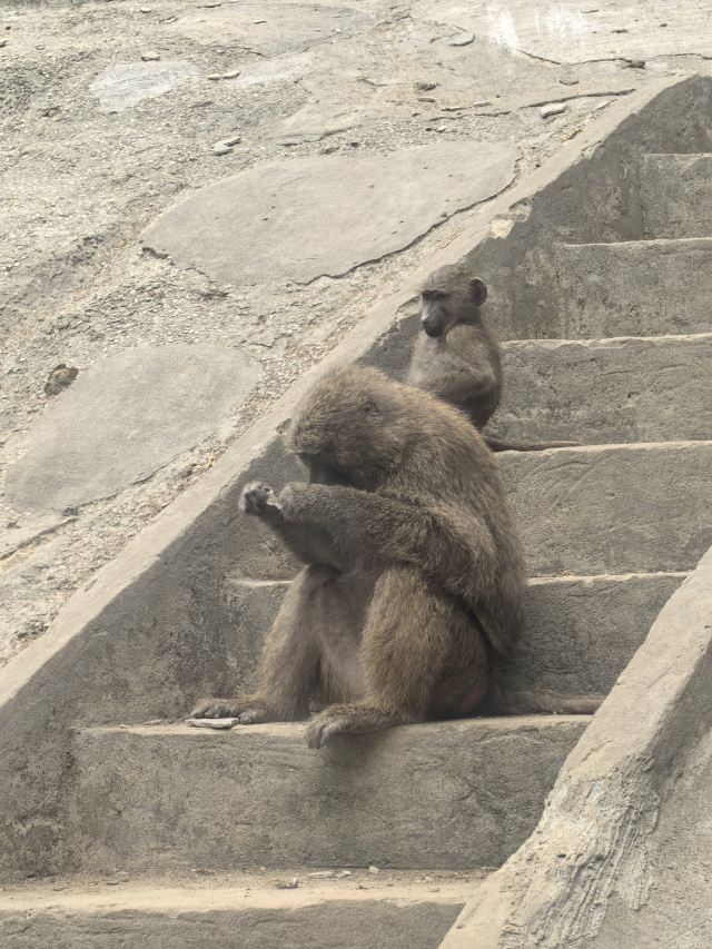 福州动物园旅行图片 7