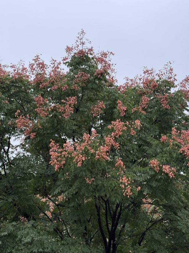 成都植物园旅行图片 3