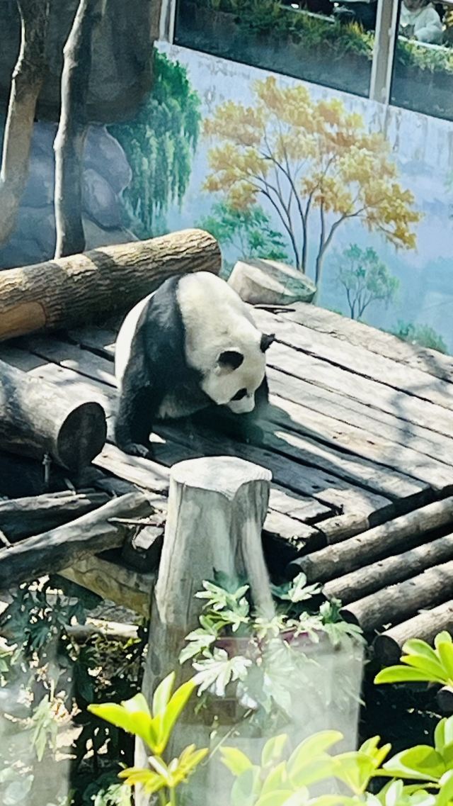 大熊猫馆旅行图片 2
