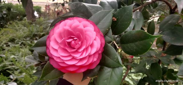 南宁市金花茶公园旅行图片 3