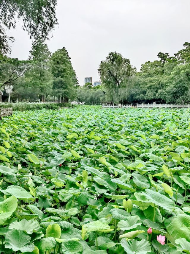 莫愁湖公园旅行图片 3