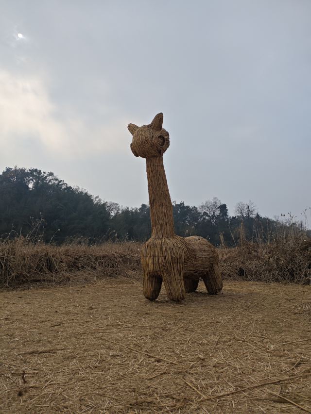 君山岛景区旅行图片 1