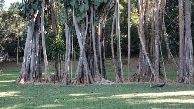 西双版纳独树成林景区旅行图片 5
